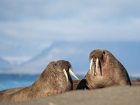 Bilde 4 av 8 i jobbannonse-galleriet