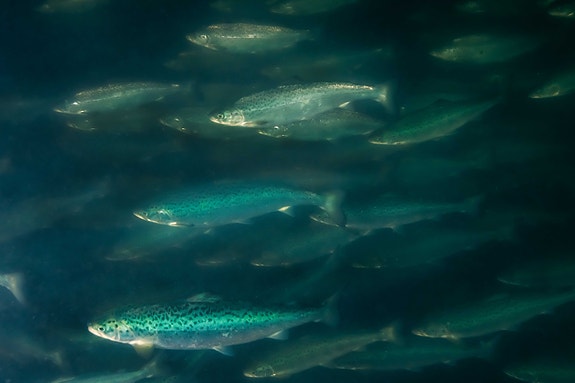 Bilde 4 av 4 i jobbannonse-galleriet