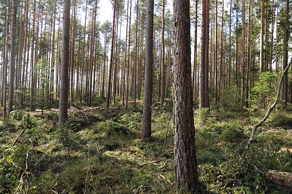 Lukket hogst, Sarpsborg