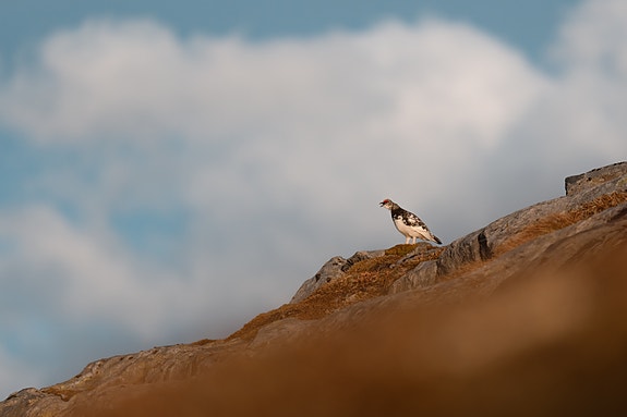 Bilde 2 av 3 i jobbannonse-galleriet