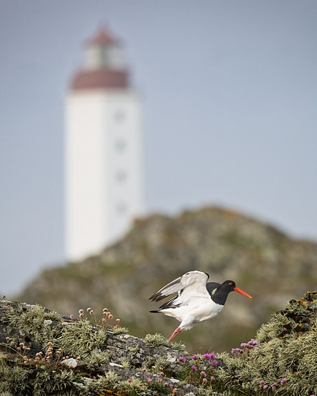 Fugl og Fyret