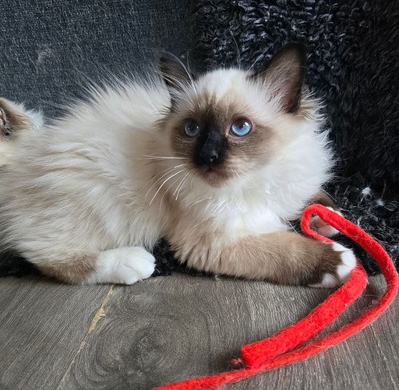 Product image 8 of 9