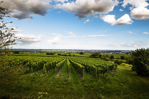 Bilde 2 av 4 i jobbannonse-galleriet