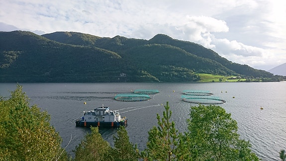 Djupeleget, Høyanger