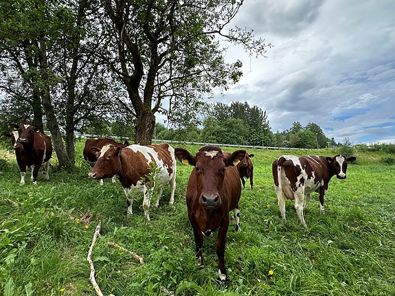 Bilde 2 av 8 i jobbannonse-galleriet