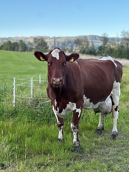 Bilde 1 av 8 i jobbannonse-galleriet