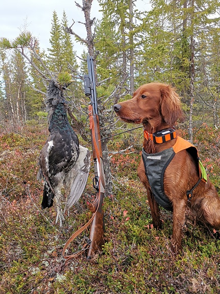 Bilde 1 av 3 i jobbannonse-galleriet