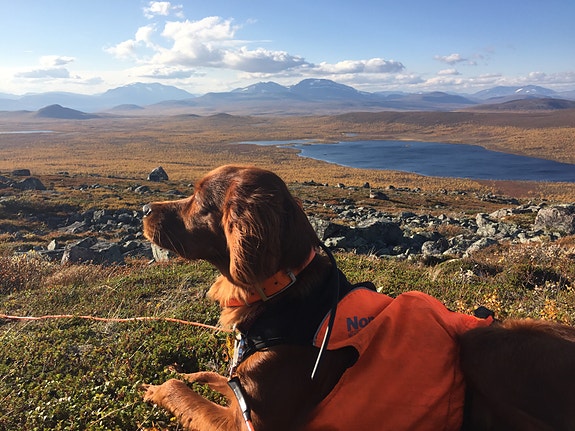 Bilde 2 av 3 i jobbannonse-galleriet