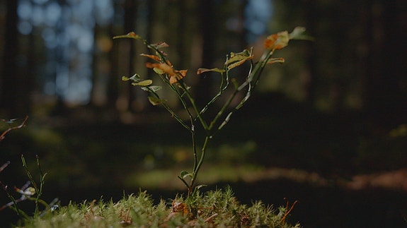 Bilde 4 av 5 i jobbannonse-galleriet