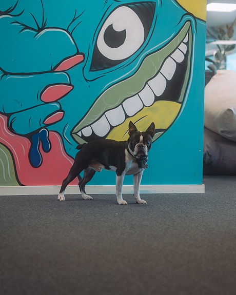 Lupin - vår kontorhund <3