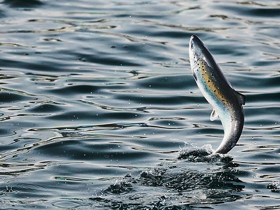 Bilde 2 av 2 i jobbannonse-galleriet