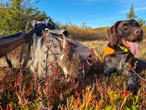 Bilde 2 av 3 i jobbannonse-galleriet