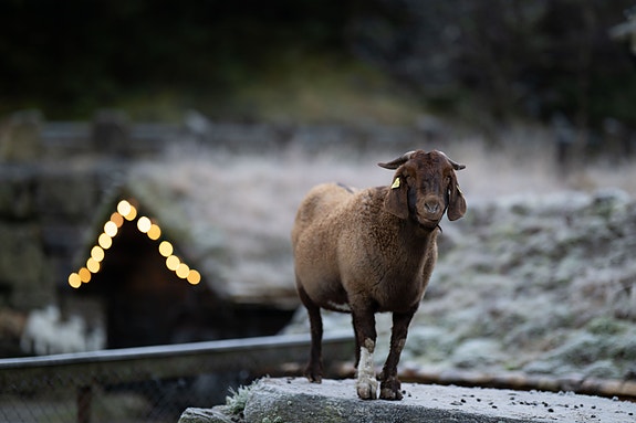 Geitene er viktige og veldig koselige å ha på tunet.