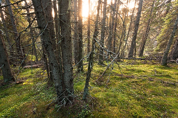 Bilde 2 av 7 i jobbannonse-galleriet