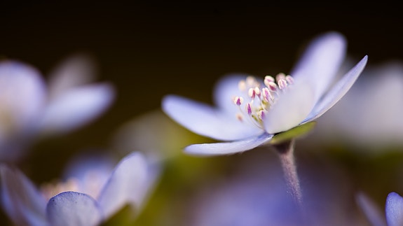 Bilde 5 av 7 i jobbannonse-galleriet