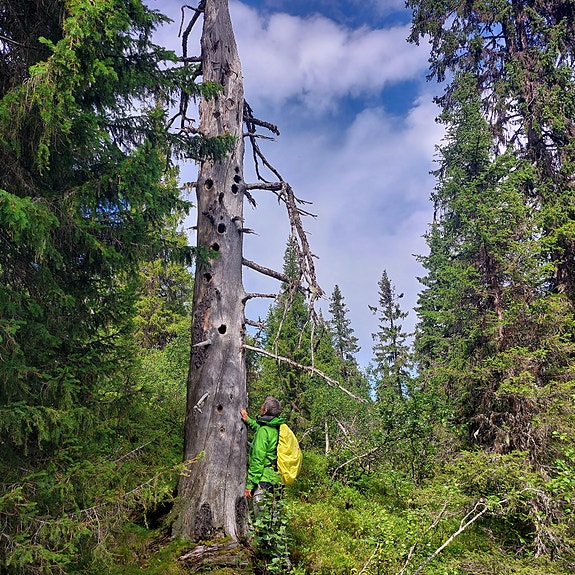 Bilde 2 av 3 i jobbannonse-galleriet