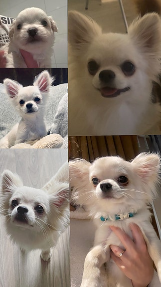 Chihuahua | Hunder | FINN Torget