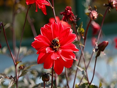 Lørenskog kommune logo