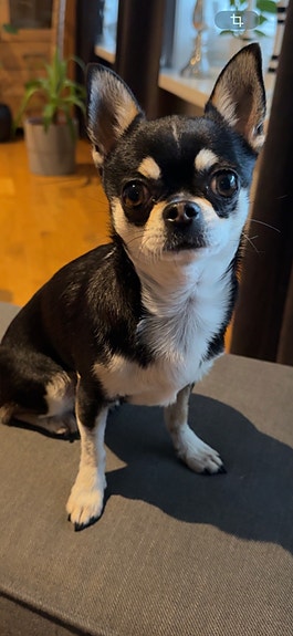 Chihuahua | Hunder | FINN Torget