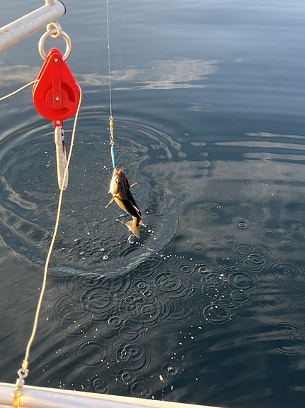 Bilde 4 av 4 i jobbannonse-galleriet