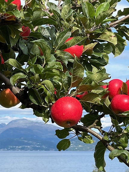 Bilde 6 av 7 i jobbannonse-galleriet