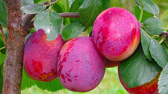 Bilde 5 av 7 i jobbannonse-galleriet