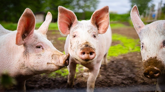 Bilde 8 av 10 i jobbannonse-galleriet