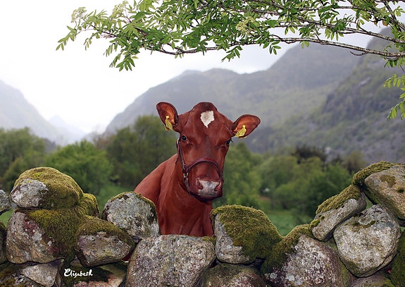 Bilde 1 av 1 i jobbannonse-galleriet