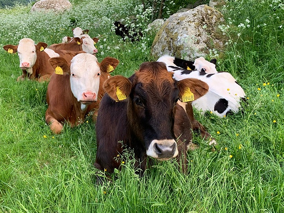 Det gode liv i fjellregionen Nord-Østerdalen. • Varierte arbeidsoppgaver i et aktivt landbruksmiljø.