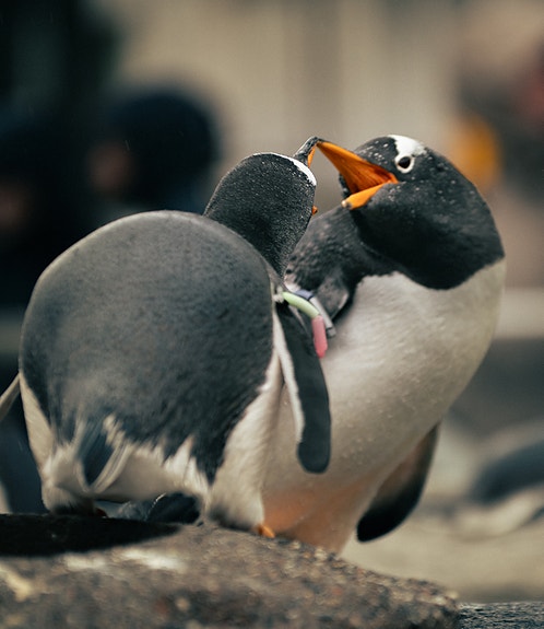 Snakkende pingviner