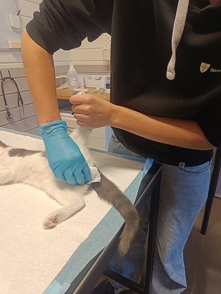 Bilde 2 av 5 i jobbannonse-galleriet