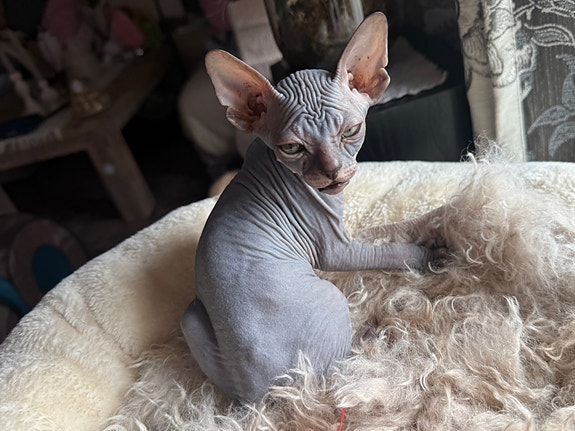 Product image 7 of 10