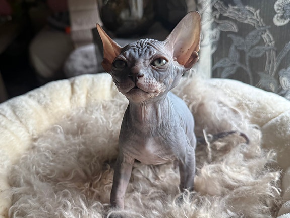 Product image 4 of 10