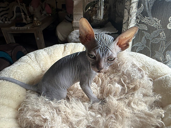 Product image 3 of 10