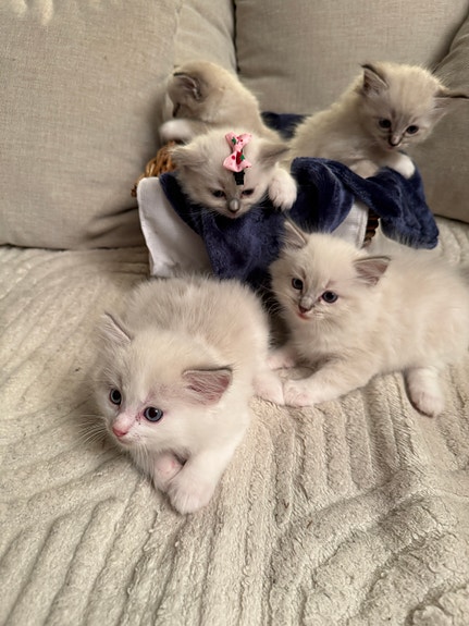 Product image 4 of 7