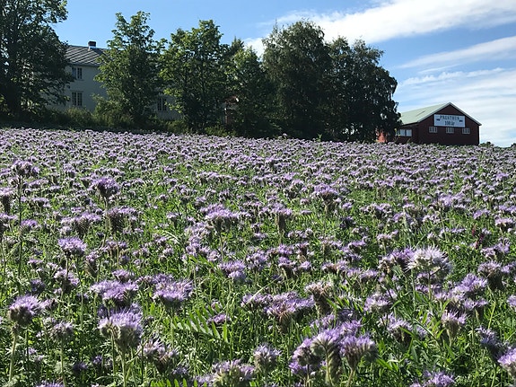 Jordhelse og birøkt.
