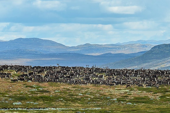 Bilde fra arbeidsgiver