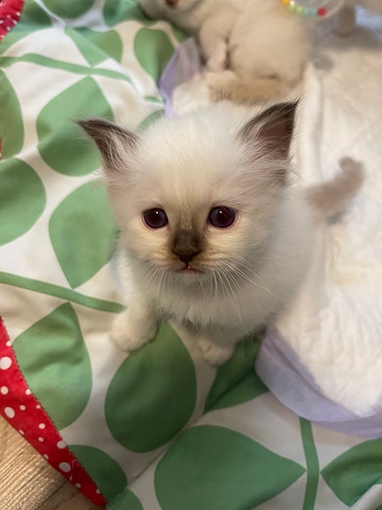 Product image 4 of 7