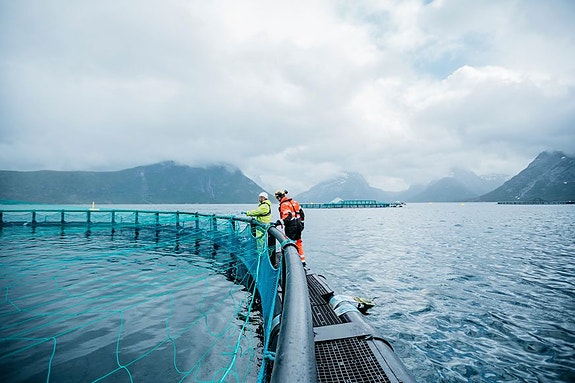 Bilde 8 av 9 i jobbannonse-galleriet