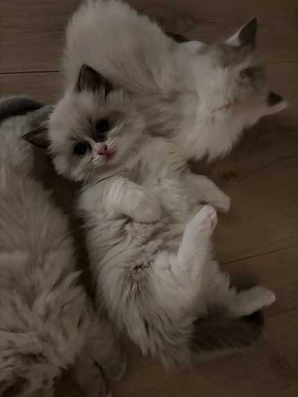 Product image 3 of 6