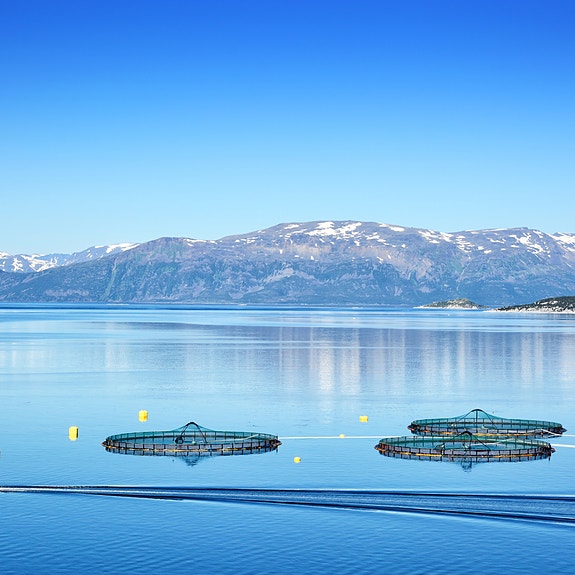 Bilde 2 av 2 i jobbannonse-galleriet