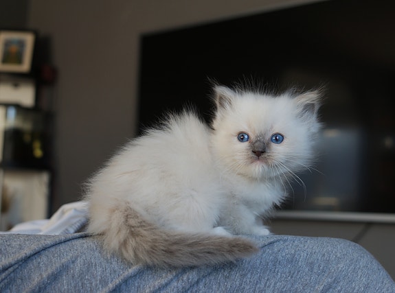 Product image 5 of 7