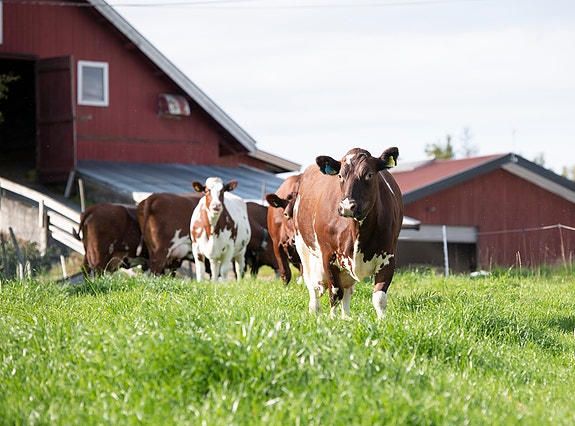 Bilde 4 av 4 i jobbannonse-galleriet