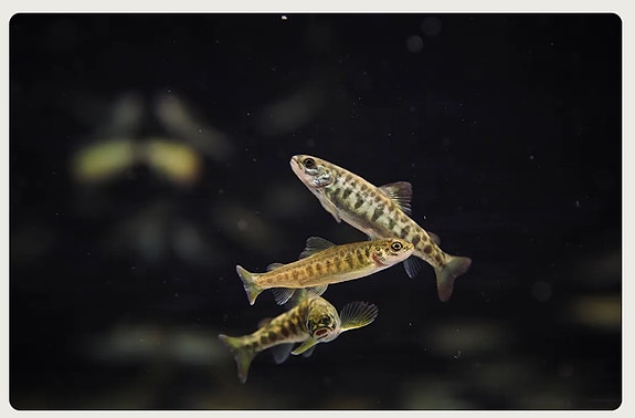 Bilde 1 av 1 i jobbannonse-galleriet