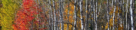 Bilde fra arbeidsgiver