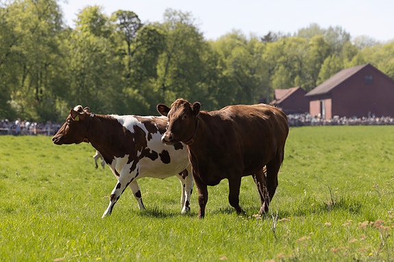 Bilde 1 av 1 i jobbannonse-galleriet