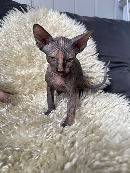 Product image 3 of 10