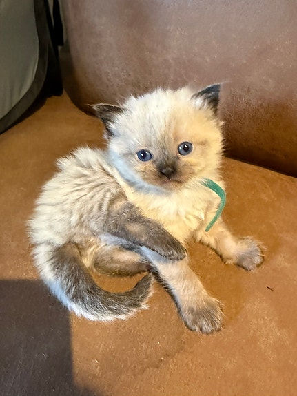 Product image 5 of 10