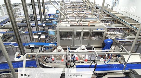 Mange sløyemaskiner i et lakseslakteri