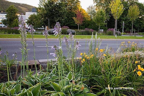 Bilde 2 av 5 i jobbannonse-galleriet